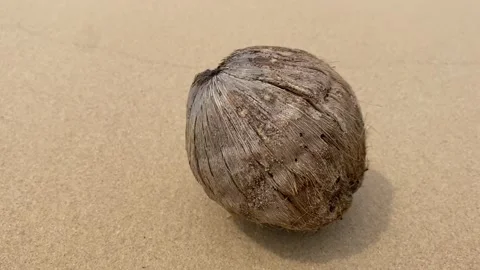 Old rotten coconut at the empty tropical beach Stock Footage 277607715