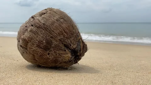 Old rotten coconut at the empty tropical beach Stock Footage 277607718