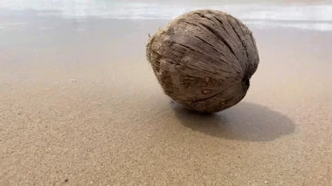 Old rotten coconut at the empty tropical beach Stock Footage 277607792