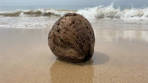 Old rotten coconut at the empty tropical beach Stock Footage 277607876