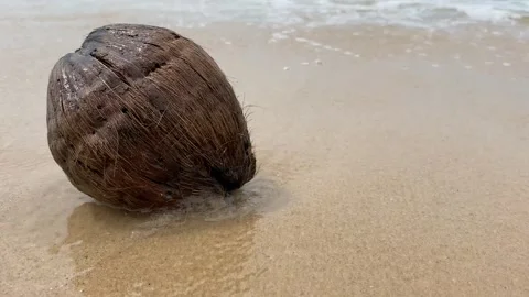 Old rotten coconut at the empty tropical beach Stock Footage 277607974