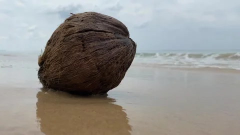 Old rotten coconut at the empty tropical beach Stock Footage 277608038