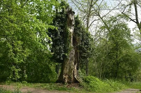 Old rotten dead tree trunk Stock Photos