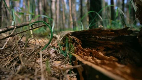 Old rotten log Stock Footage 132558994