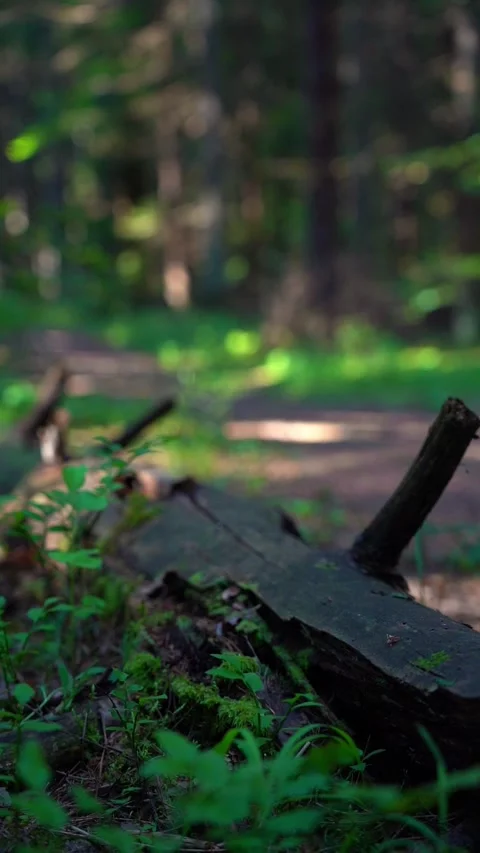 An old, rotten log lies along a forest path Stock Footage 283662388