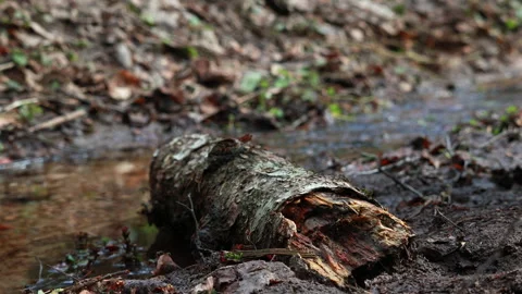 Old rotten log lying on muddy ground in forest Vidéo 332519201