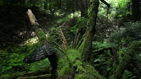 Old rotten pine tree log with fresh green moss Stock Footage 247332598