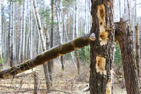 An old rotten rotten tree on the left. food for woodpeckers and forest insects Stock Photos