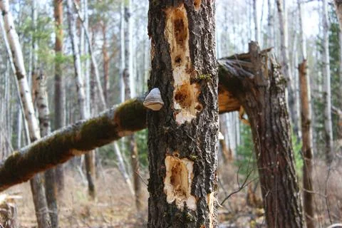 An old rotten rotten tree on the left. food for woodpeckers and forest insects Stock Photos