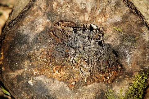 Old rotten slice of old fallen forest tree with green moss Stock Photos