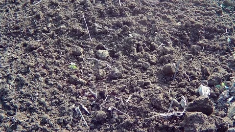 Old rotten stump Video stock 74406273
