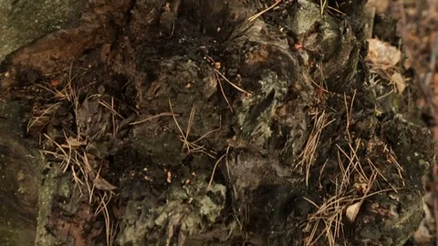 Old rotten stump in the forest Vidéo 76900147