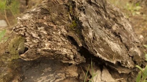Old rotten stump in the forest Vídeo Stock 76900259