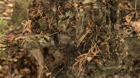 Old rotten stump in the forest Stock Footage 76900406