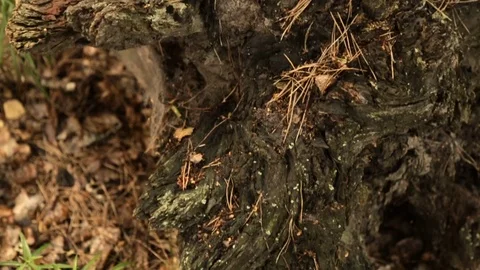 Old rotten stump in the forest 스톡 동영상 76900488