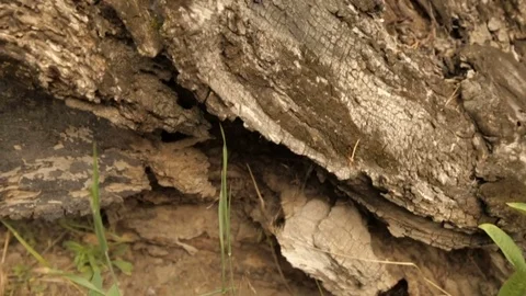 Old rotten stump in the forest Vidéo 76900503