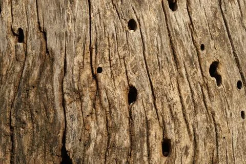 Old rotten tree bark texture Stock-Fotos