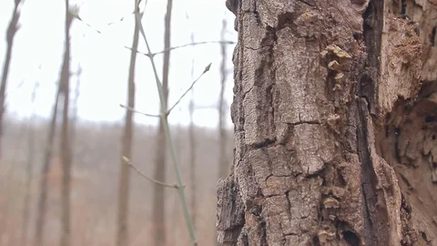 The Old Rotten Tree Stock Footage 73927634