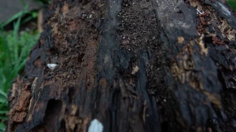 Old rotten tree 動画素材 238390310