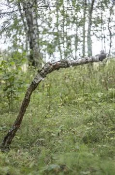 Old rotten tree in the forest with moss and green foliage in summer Stock Photos