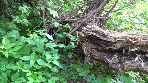 The Old Rotten Tree The old tree trunk damaged by insects has turned into a Stock-Footage 75963477
