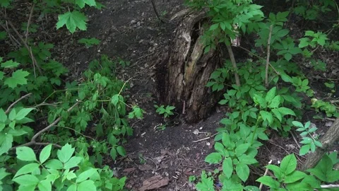 The Old Rotten Tree The old tree trunk damaged by insects has turned into a Stockbeeldmateriaal 75963515