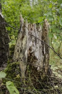 Old rotten tree stump in forest with moss and green foliage in summer Stock Photos