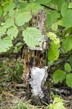 Old rotten tree stump in the forest with green leaves and branches. Stock Photos