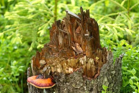 Old rotten tree stump Stock Photos