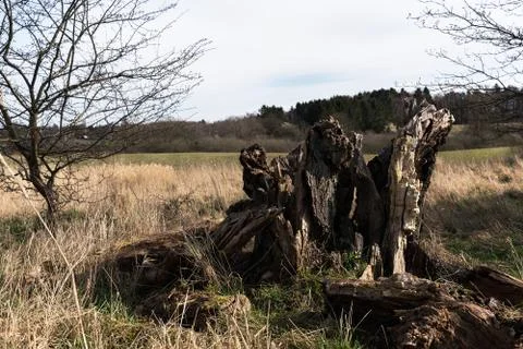 Old rotten tree stump Stock Photos