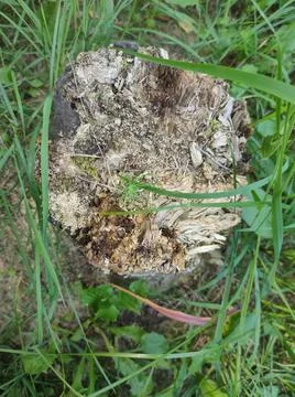 Old rotten tree stump Stock Photos