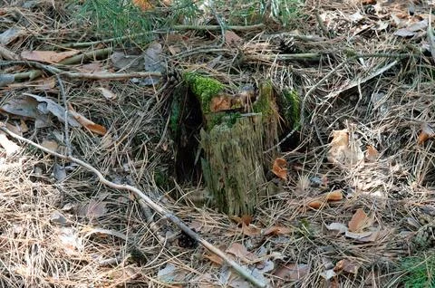 Old Rotten Tree Stump in a Pine Forest Stock Photos