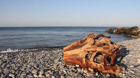 Old rotten tree stump on the seashore. Stock Footage 160592782