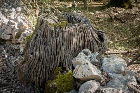 Old rotten tree trunk in a deciduous forest in spring Stock Photos