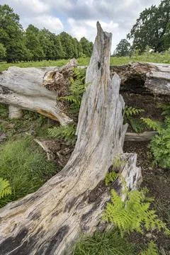 Old rotten tree trunk Foto stock
