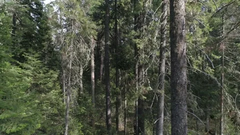 Old rotten trees in taiga forest Siberia Video stock 283020902