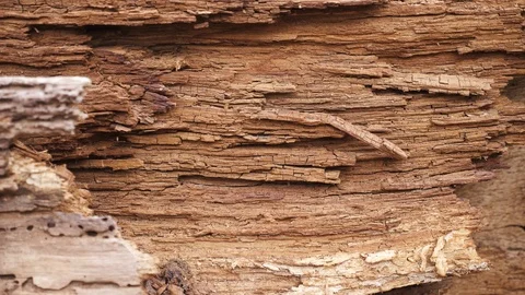 Old rotten wood Video stock 106028745