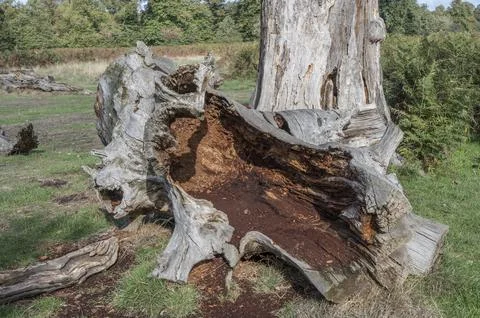 OLd rotting tree Foto stock