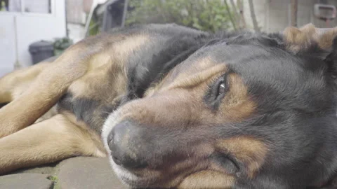 Old Rottweiler lying down, dolly zoom technique Stock Footage 138219949