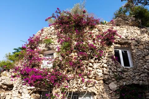 Old rough stone wall, partially entwined with a blooming purple ivy Stock Photos