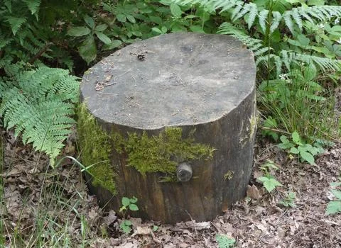 Old Round Tree Stump Stock Photos