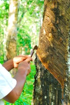 Old rubber tree , rubber and caoutchouc , rubber tapping Stock Photos
