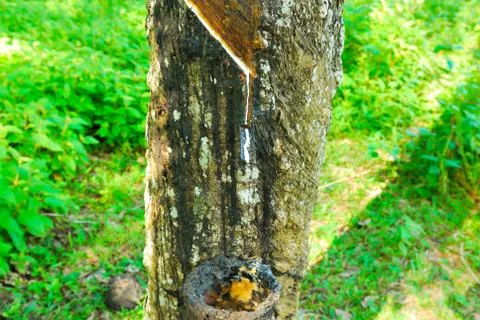 Old rubber tree , rubber and caoutchouc , rubber tapping Stock Photos