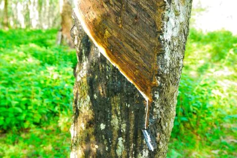 Old rubber tree , rubber and caoutchouc , rubber tapping Stock Photos