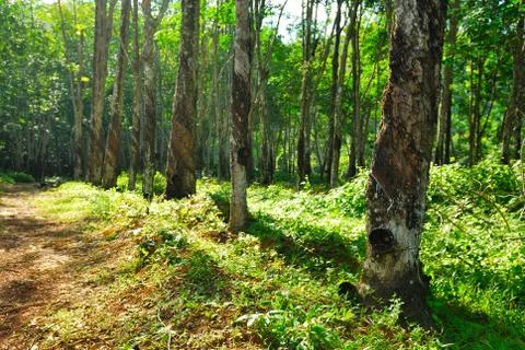 Old rubber tree , rubber and caoutchouc , rubber tapping Stock Photos