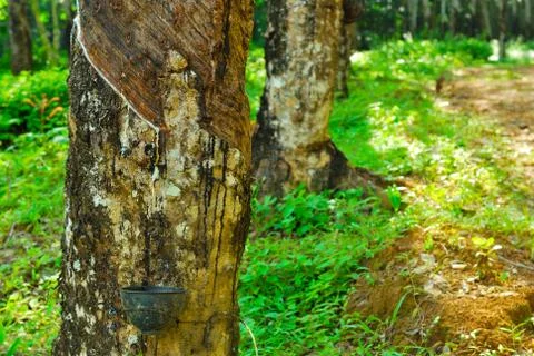 Old rubber tree , rubber and caoutchouc , rubber tapping Stock Photos