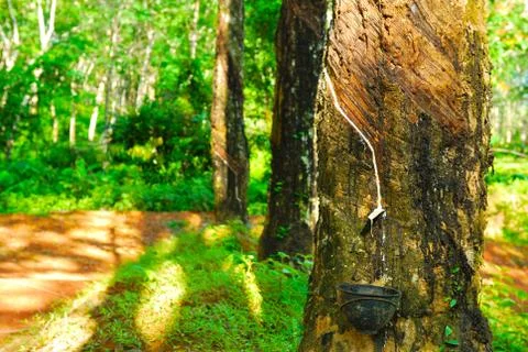 Old rubber tree , rubber and caoutchouc , rubber tapping Stock Photos