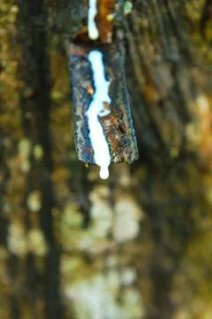 Old rubber tree , rubber and caoutchouc , rubber tapping Stock Photos