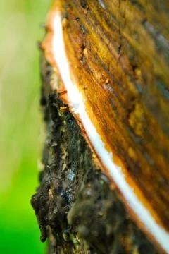 Old rubber tree , rubber and caoutchouc , rubber tapping Stock Photos