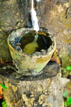 Old rubber tree , rubber and caoutchouc , rubber tapping Stock Photos